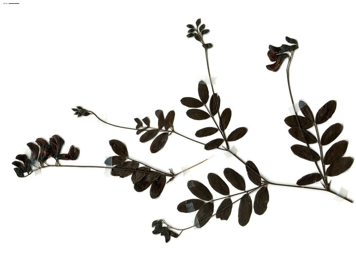 Lathyrus niger subsp. niger var. niger (Fabaceae)